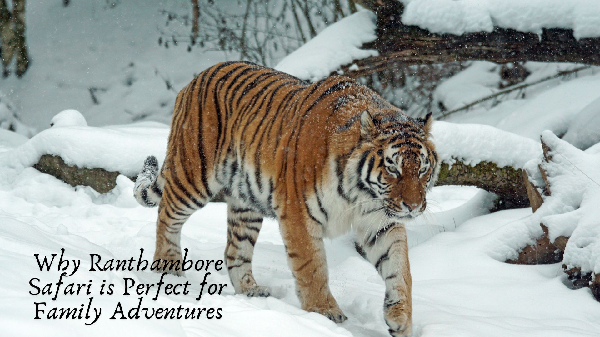 Why Ranthambore Safari is Perfect for Family Adventures